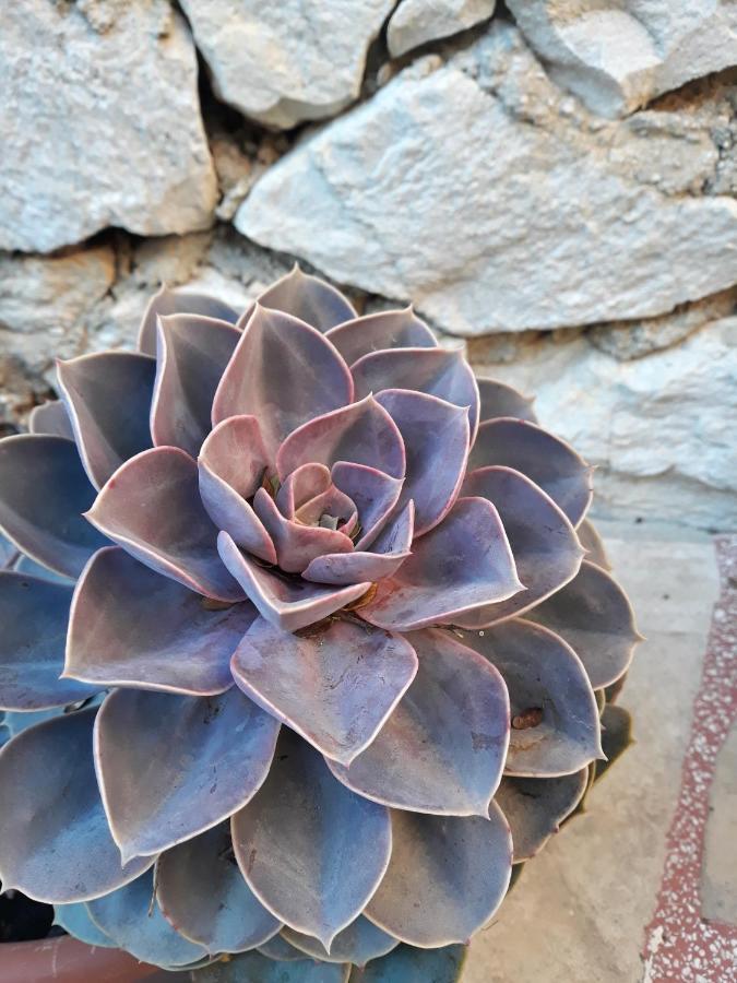 Apartmán Calypso Trogir